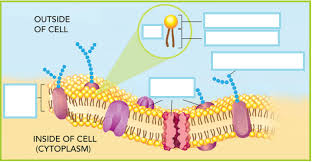 cell membrane diagram quizlet