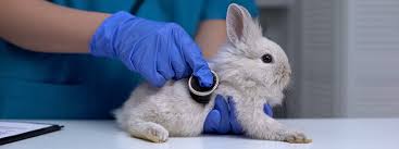 Rabbit and SMall Mammal Care - Monroe Family Pet Hospital