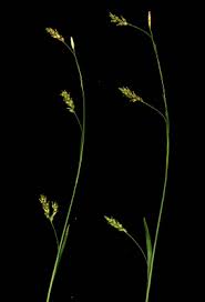 Carex capillaris - Michigan Flora