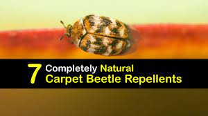 diy carpet beetle repellents ways to