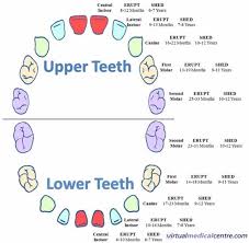 Baby Teeth Diagram Wiring Diagrams