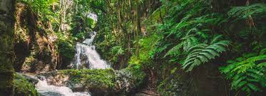 hawaii tropical bioreserve garden