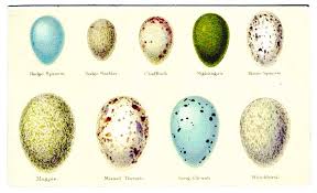 Animal Eggs And Nests Vintage Printable At Swivelchair