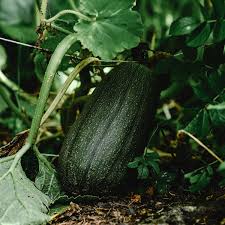 how to control and prune a squash vine