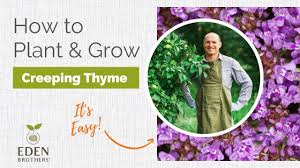 planting creeping thyme you