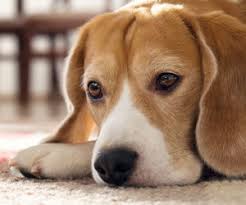 Symptoms of depression for dogs. Is My Dog Depressed Hartz