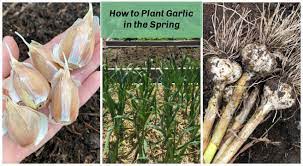 Grow Big Bulbs From Spring Planted Garlic