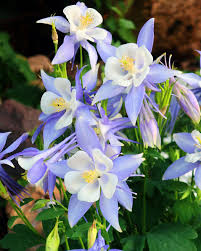 Il pelargonium (o geranio) è il re dei balconi italiani; 9 Nomi Di Fiori Azzurri Bellissimi Per Primavera Ed Estate