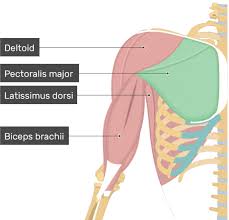 Draws scapula anteriorly and inferiorly, it also pulls on chest for inhalation. Pectoralis Major Muscle Attachment Action Innervation