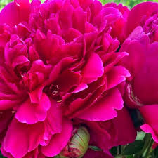 Peony Companion Plants Peony S Envy