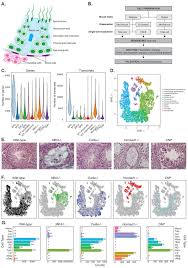 Unified Single Cell Analysis Of Testis Gene Regulation And
