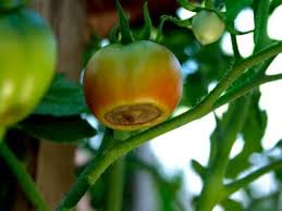 tomato growing problems problems with