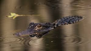 List: 24 fatal alligator attacks in Florida since 1973