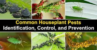 Houseplant Pests Types Identification