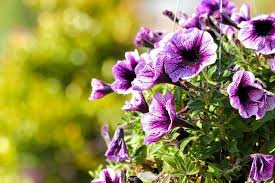 76 purple flower names growing tips