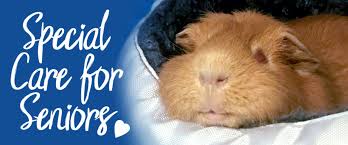 Caring For Your Senior Guinea Pig