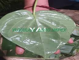 customized ng of betel leaf