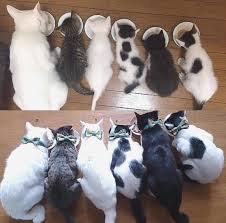 We have hundreds of kittens looking for a new home, so visit today! Cats For Sale Cat Breeds Dogs Trust Dog Rescue Organisations Uk Baby Kittens For Sale Near Me Cats For Adoption Tabby Kittens For Sale Near Me Kittens Near Me Free Cats