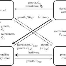 Flow Chart Of Coral Reef Benthic Interactions Transitions