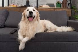 how to get dog odors out of a couch