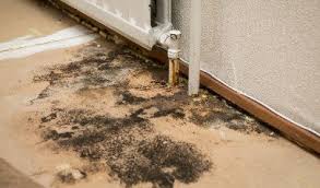 can common household s kill mold