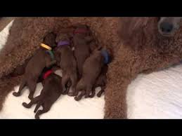 If the mother has the virus, the puppies may be born weak to begin with, or even stillborn. Puppy Birth Overview Gestation Period Whelping Box Preparing For The Puppies And Video Of Puppies Being Born Whelping Puppies Puppy Box Puppies