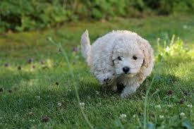 how to potty train a poodle 7 tips