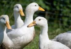is-a-duck-a-bird-or-mammal