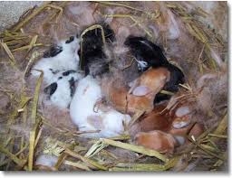 Image result for anak kelinci