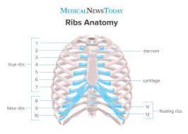 The first rib is the widest, shortest and has the sharpest curve of all the ribs. How Many Ribs Do Humans Have Men Women And Anatomy