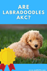 are labradoodles akc oodle life