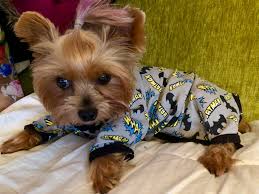 The puppies need to meet as many different adults and children as you can manage. Yorkie Size Average Yorkshire Terrier Sizes Big Small Yorkie Advice