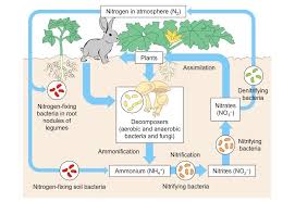 Nitrogen as a limiting factor. Nitrogen Cycle Bioninja