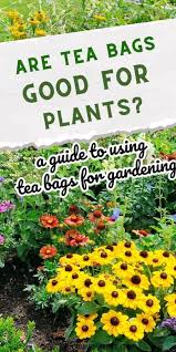 Are Tea Bags Good For Plants A Guide