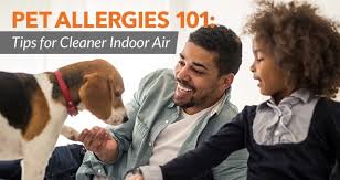 pet allergies 101 tips for cleaner