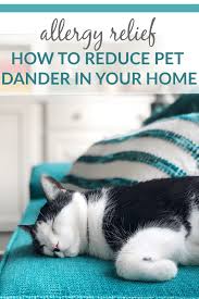 how to reduce pet dander in your home