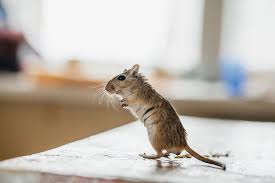 Here S How To Keep Mice Out Of Your Kitchen