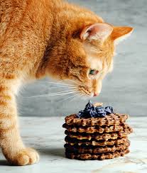 It is not strange for your cat to develop stomach sensitivities. Cat Treat Recipes Healthy Homemade Snacks For Your Cat