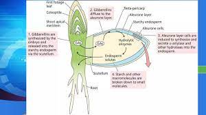 Biochemistry of seed germination.ppt