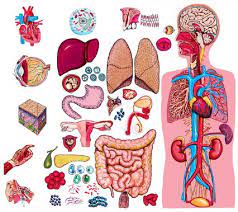 How Many Organs are There in Human Body?