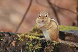 how to get rid of chipmunks in your garden