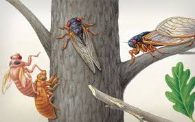The whole story of cicada 3301 is nothing less than a puzzle itself. Brood X Cicadas Are Emerging At Last Scientific American