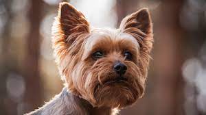 5 things you didn t know about yorkies
