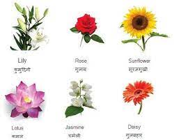 Flower Names Flowers Name In Hindi