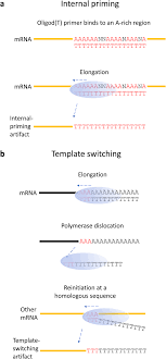 This page is about the various possible meanings of the acronym, abbreviation. Template Switching Artifacts Resemble Alternative Polyadenylation Bmc Genomics Full Text