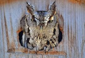 Screech Owls Are Looking For A Home