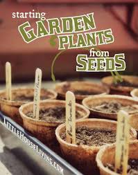 Growing Your Own Plant Starts From Seed