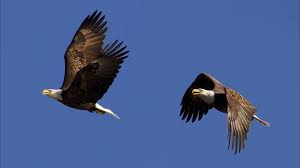 The eagle is a (generally) large sized bird of prey meaning that the eagle is one of the most dominant predators in the sky. Top Places For Eagle Watching In Oklahoma Travelok Com Oklahoma S Official Travel Tourism Site