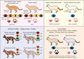 Siamese Cat Colors And Patterns 2019 Siamese Cats And Kittens