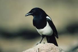 how to attract magpies pets on mom com
